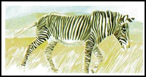 23 Grevy's Zebra